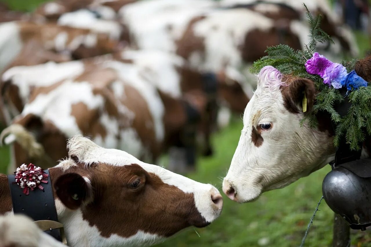 Корова. Красивая корова. Сельскохозяйственные животные. Милые коровы.