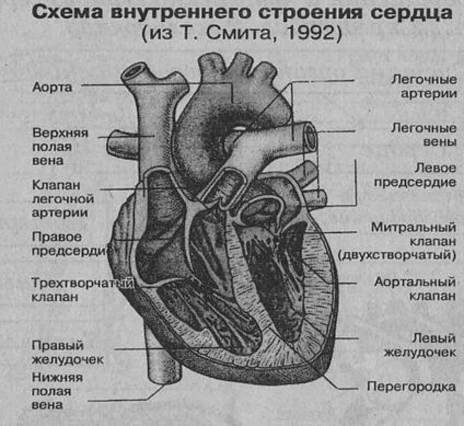 Обозначьте рисунок строение сердца. Строение сердца человека схема анатомия. Внешнее и внутреннее строение сердца. Наружное строение сердца схема.