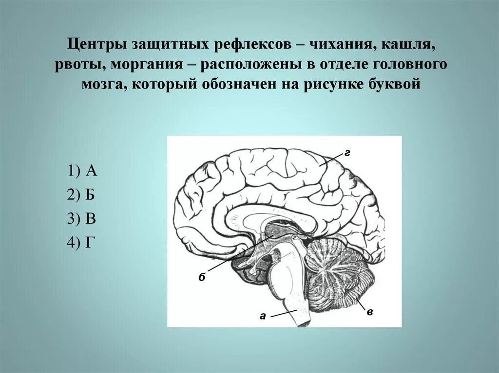 Координация движений регулирует. Центр защитных рефлексов головной мозг. Отделы головного мозга и центры регуляции. Отдел головного мозга в котором расположен центр регуляции. Головной мозг рисунок.