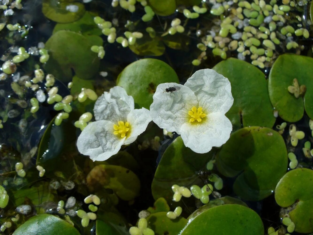 Водокрас обыкновенный. Водокрас Лягушачий. Водокрас Лягушачий (Hydrocharis morsus-Ranae). Водокрас обыкновенный (Hydrocharis morsus-Ranae).