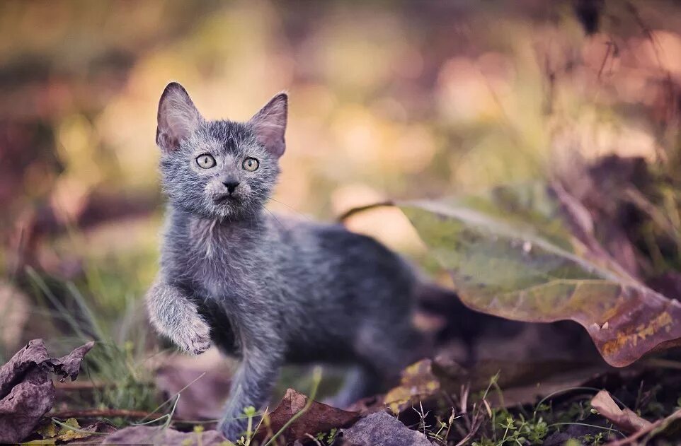 Кошки ликой фото цена. Ликои кошка. Ликои (Ликой). Кот породы Ликой. Кошка оборотень Ликой.