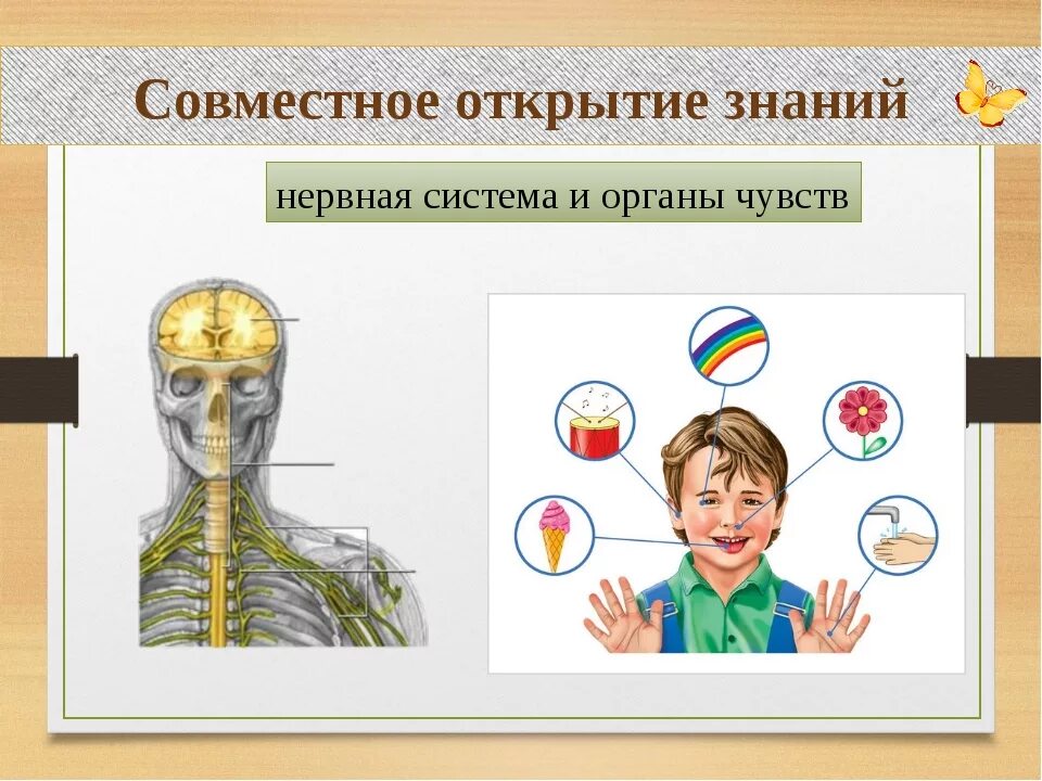 Органы чувств человека биология