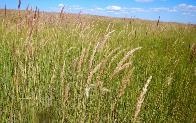 Вейник короткохохолковый Calamagrostis brachytricha : P9 - Green Build
