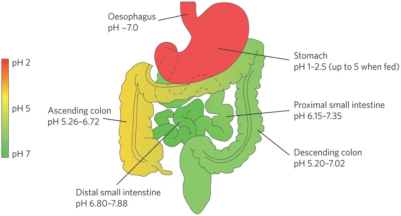 Кислотность в кишечнике. Кислотность РН кишечника. PH двенадцатиперстной кишки.