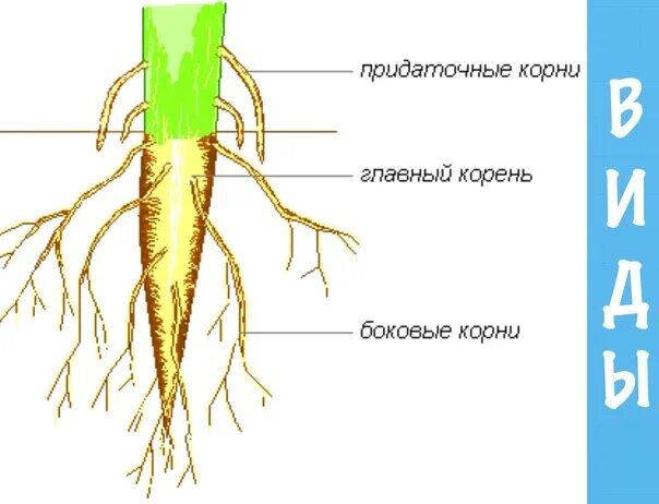 Придаточные корни развиваются из зародышевого корешка. Строение корня придаточные корни. Придаточные корни боковые корни и главные корни. Строение корня главный боковые придаточные.