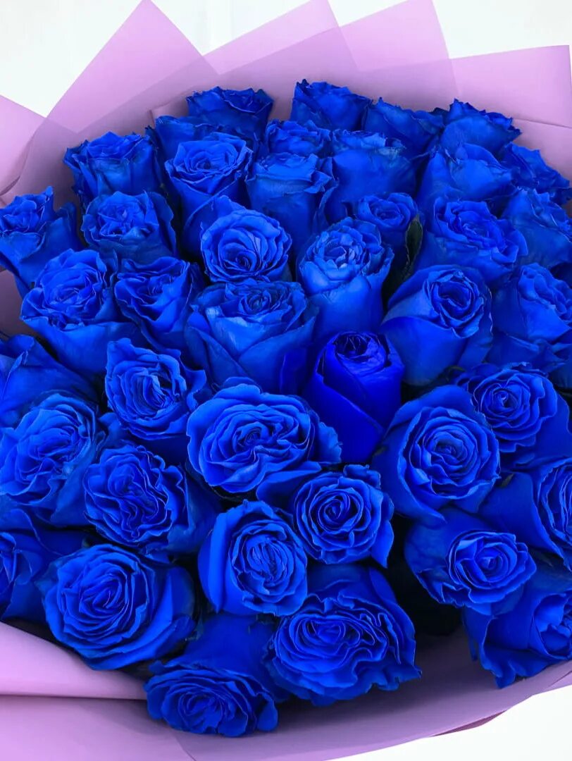 Где есть синий. Синяя роза. Голландские розы синие. Большой букет синих роз. Сорта синих роз.