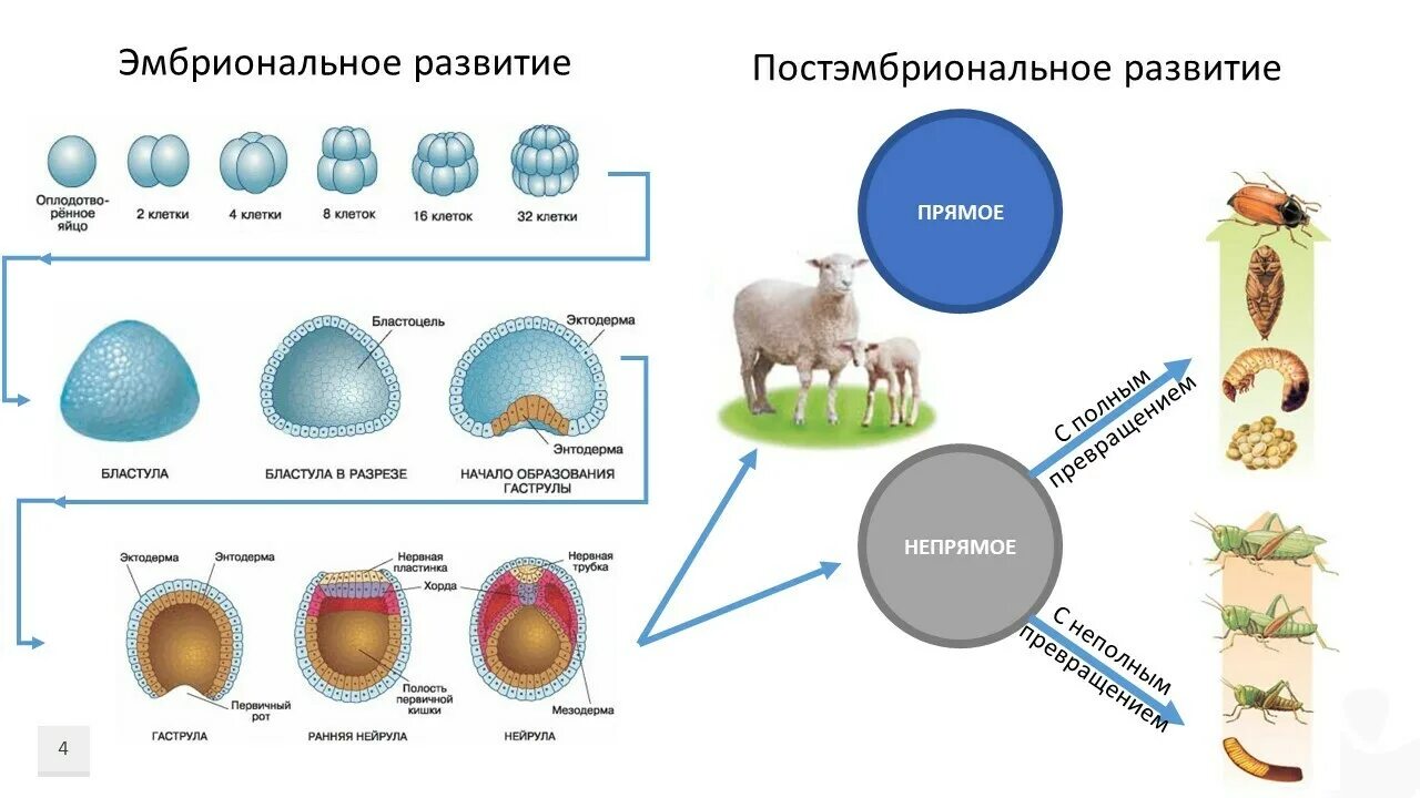 Онтогенез 3 периода. Онтогенез схема эмбриональное и постэмбриональное развитие. Развитие организма в эмбриональном и постэмбриональном периоде.. Этапы развития животных эмбриональный и постэмбриональный. Онтогенез эмбриональный и постэмбриональный таблица.