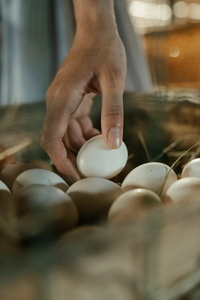 Можно ли под курицу подкладывать яйца. Утиные яйца. Выращивание яиц. Форма утиного яйца.