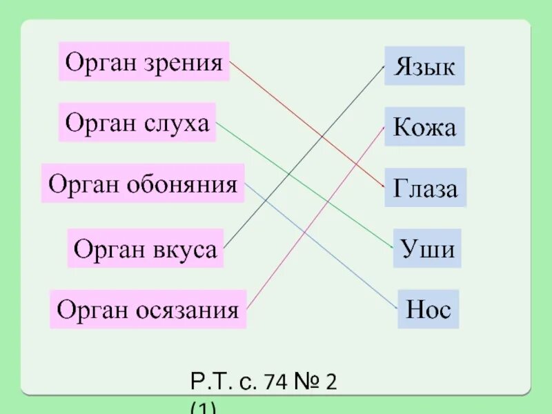 Два органы чувства. Органы чувств 2 класс. Органы чувств человека определение. Органы чувств 2 класс окружающий мир. Презентация органы чувств 2 класс.