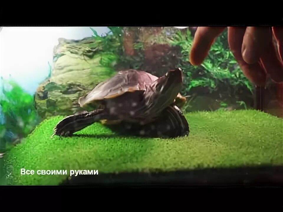 Черепаха ест помидорку. Как превращаются черепахи. Остров для черепахи в аквариум своими руками. Домик для черепахи сухопутной. Чесалка для черепах.