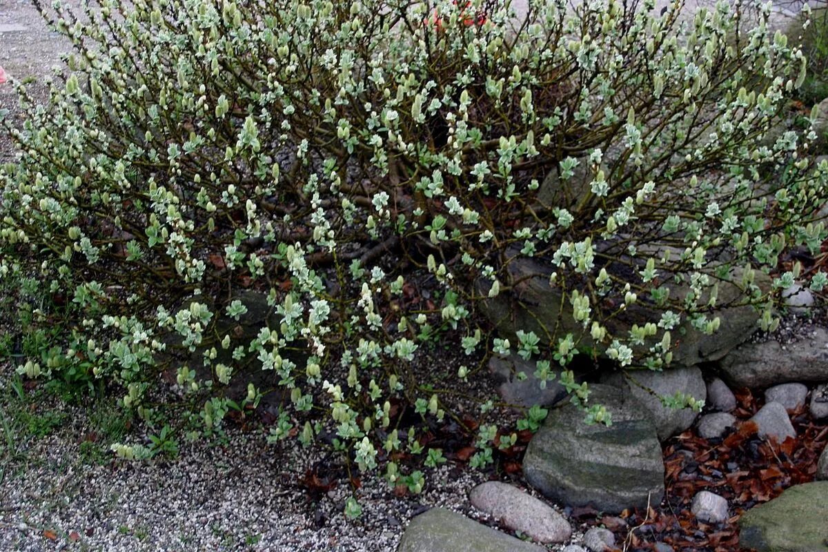 Карликовая ива фото. Ива мохнатая (Ланата). Salix Lanata. Ива ползучая (Salix repens). Salix шерстистая Ива мохнатая.