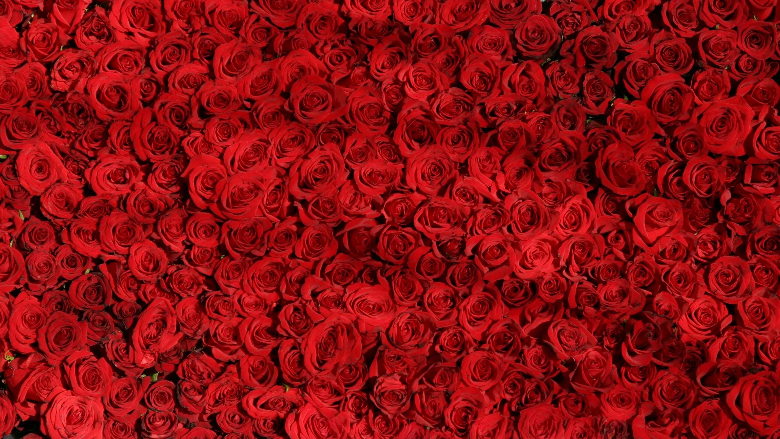 Rose background