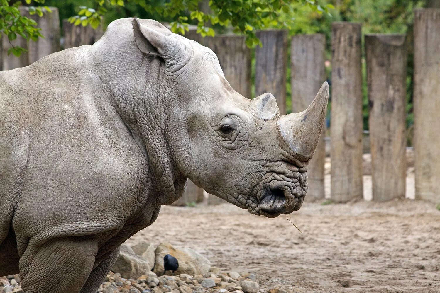 Носорог. Белый носорог. Американский носорог. Фотообои носорог.