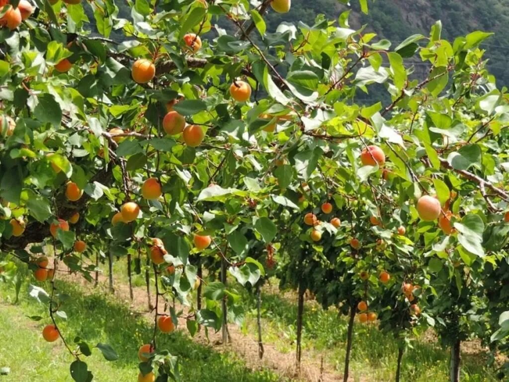 Карликовые плодовые деревья сладкая вишня. Яблоневый сад. Гранат обыкновенный дерево. Яблоня карликовая с2l. В саду растут фруктовые.