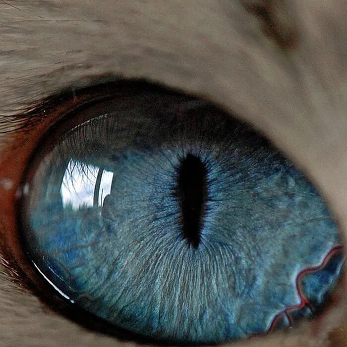 Глаза громадные как. Сурен Манвелян глаза животных. Голубые глаза. Макросъемка глаза. Зрачок глаза.