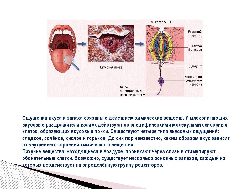 Почему изменяется вкус. Изменение вкуса и запаха. Вкусовые ощущения презентация. Изменение вкусовых ощущений. Изменились вкусовые ощущения и запахи.