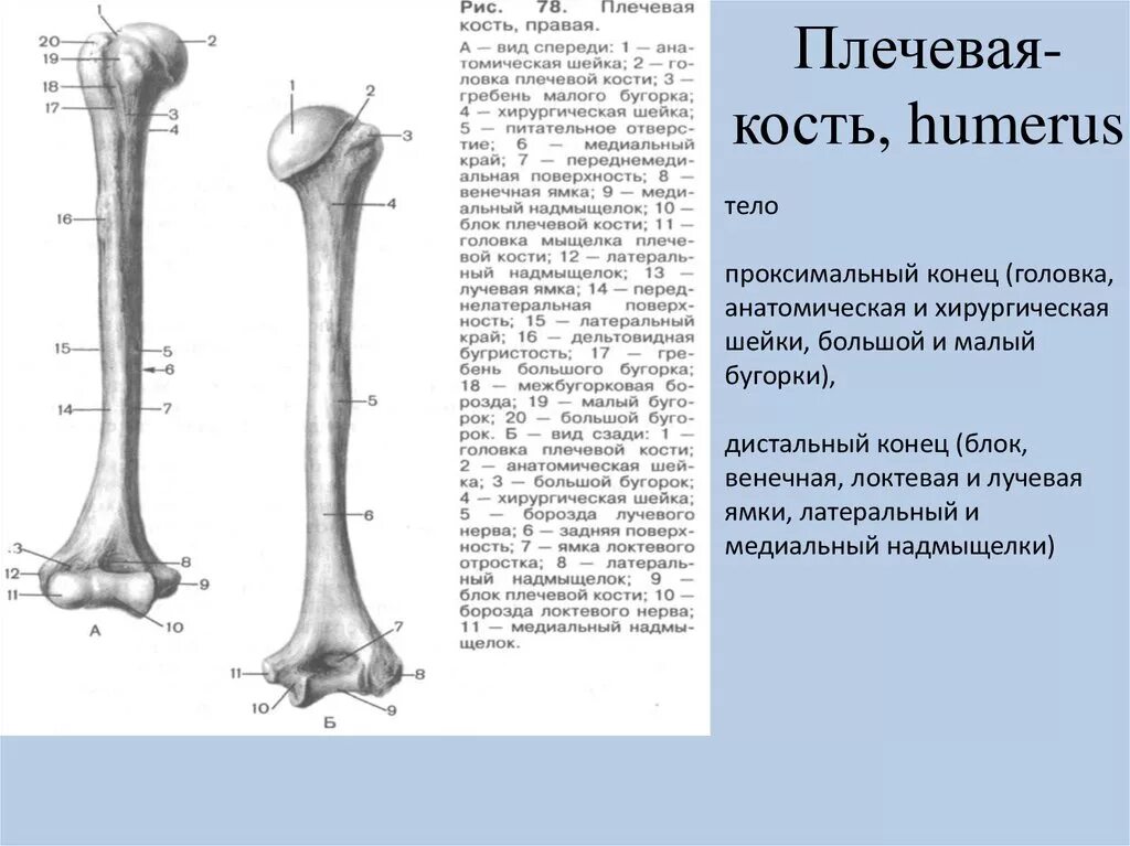 Плечевая кость латынь. Плечевая кость строение Синельников. Плечевая кость правая вид спереди рисунок. Плечевая кость вид сбоку. Плечевая кость анатомия вид спереди.