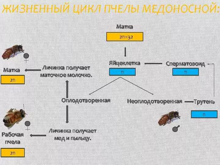 Личинка половое размножение