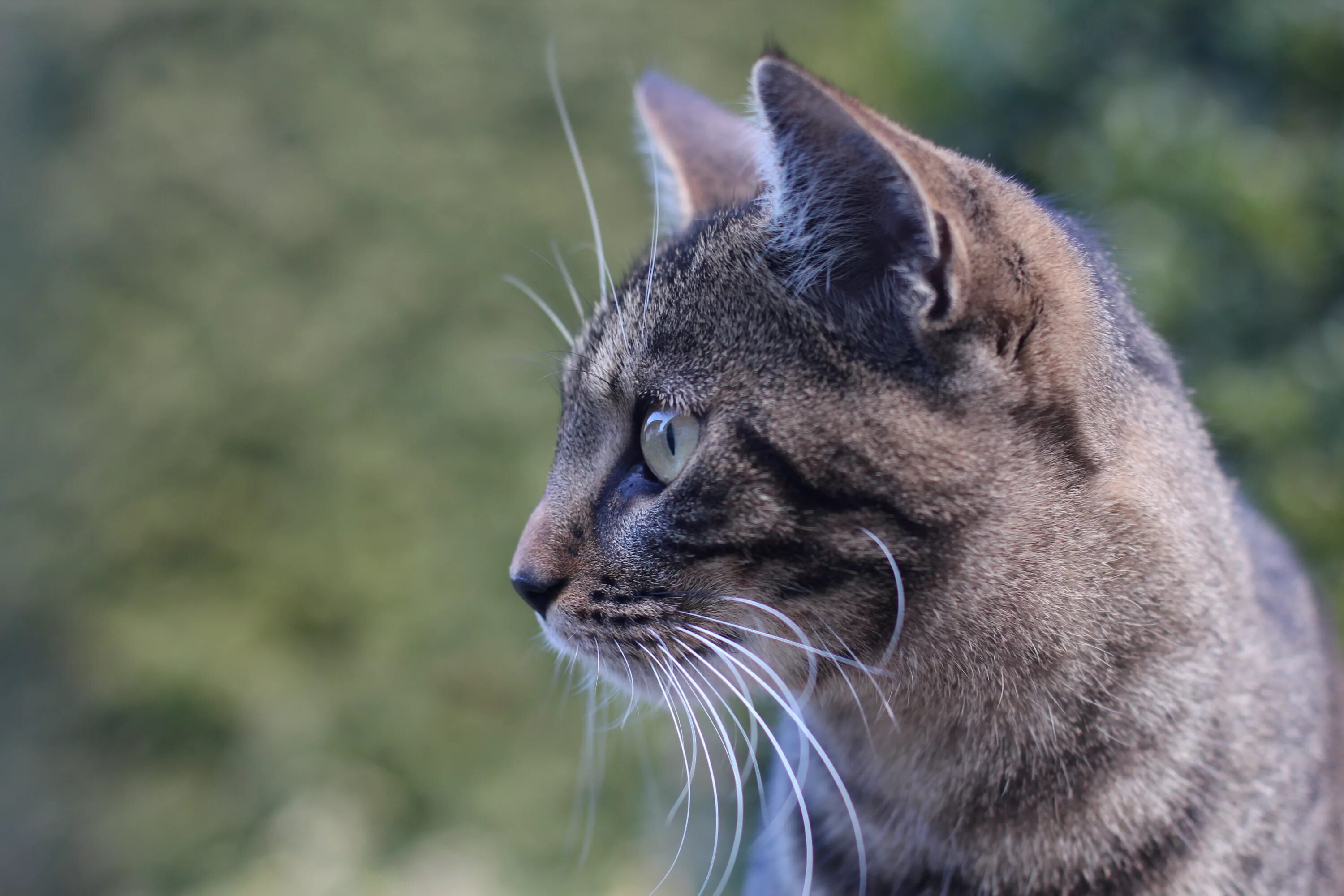Серые полосатые коты. Морда ската. Кошачья морда в профиль. Кошка серая. Кот идет боком.