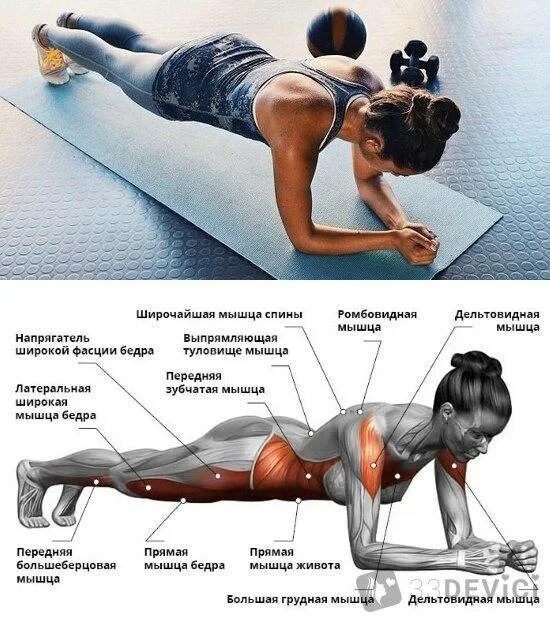 Статическое упражнение на мышцы живота и спины. Мышцы которые задействуются при планке. Планка какие мышцы работают. Мышцы задействованные в планке. Группа мышц при планке.