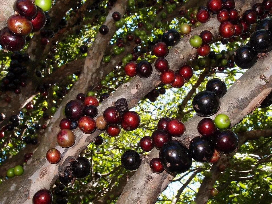 Image result for pe de jabuticaba Grape tree, Weird plants, Little gardens