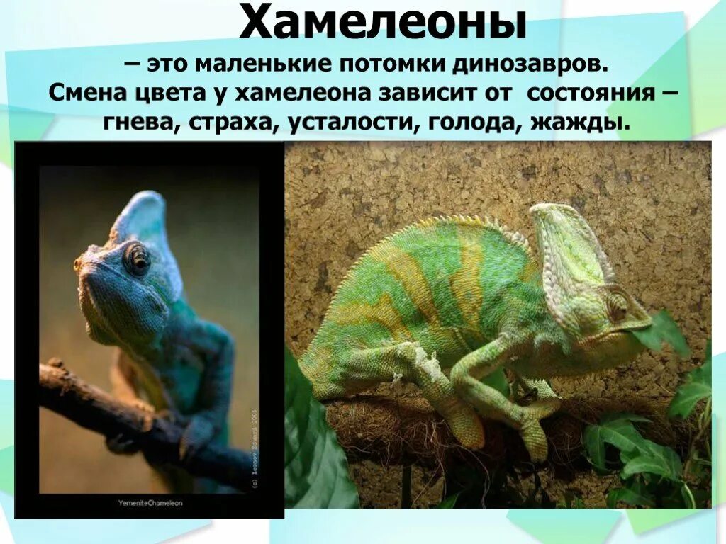 Хамелеон относится к классу