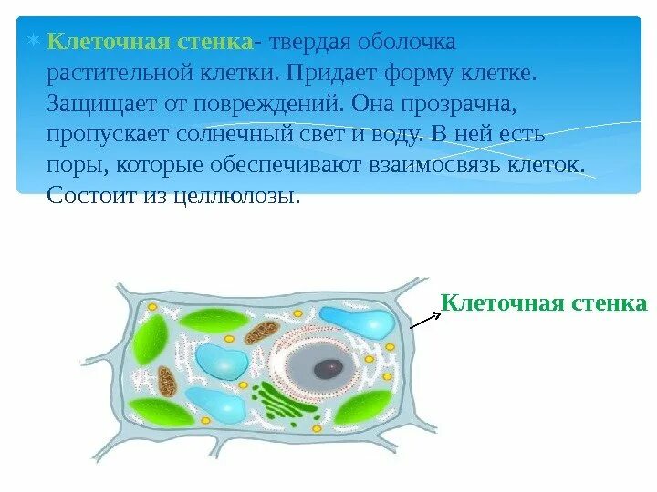 Строение растительной клеточной оболочки. Строение клеточной оболочки растительной клетки. клетка растения оболочка клеточная стенка ). клеточная мембрана клетки растений. растительная клеточная мембрана строение.
