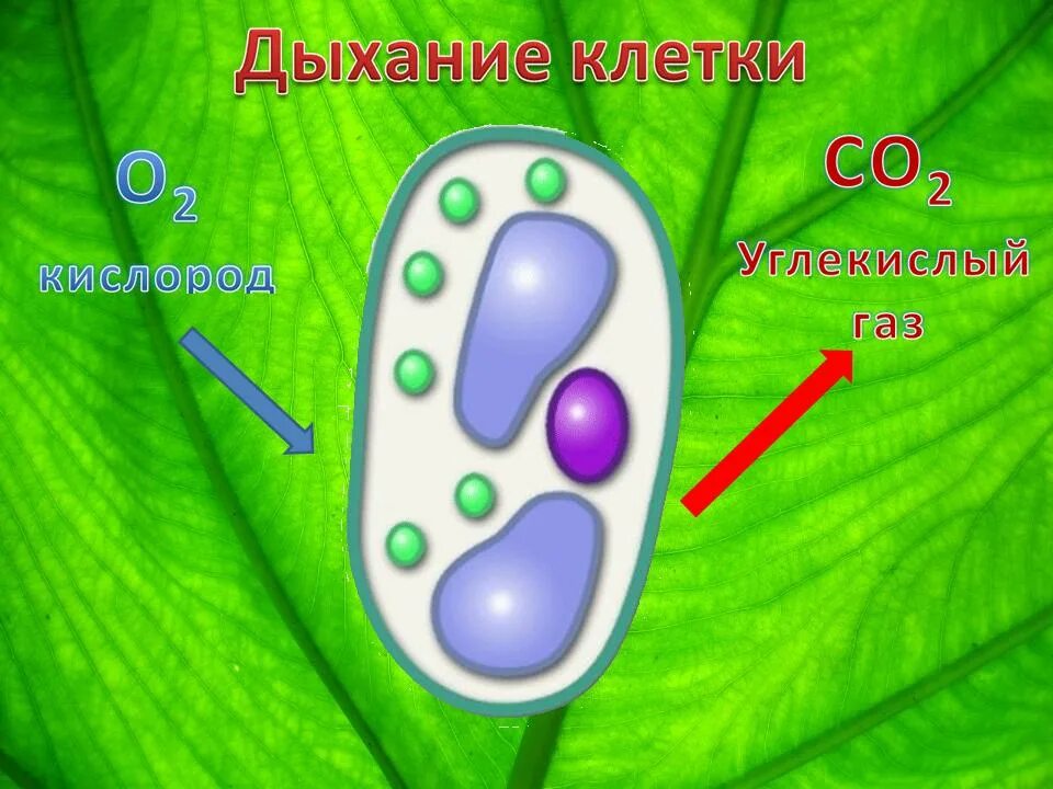 Дыхание клетки 5 класс биология. Процессы жизнедеятельности растительной клетки 6 класс биология. Дыхание клетки 5 класс. В процессе жизнедеятельности клетки используют энергию