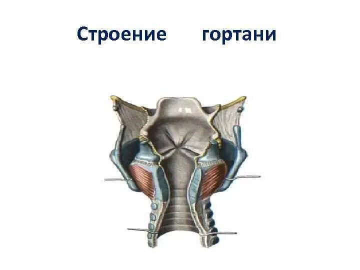 На рисунке изображено строение гортани выберите две. Черпалонадгортанная складка гортани. Гортань анатомия.