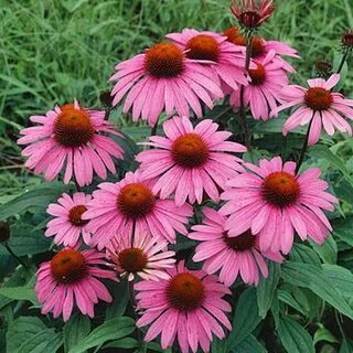 Эхинацея purpurea