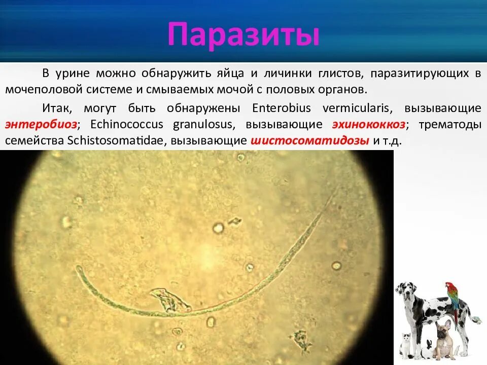 Может ли в яйце быть глисты. Глисты в мочеполовой системе.