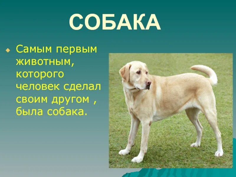 Чувства собаки