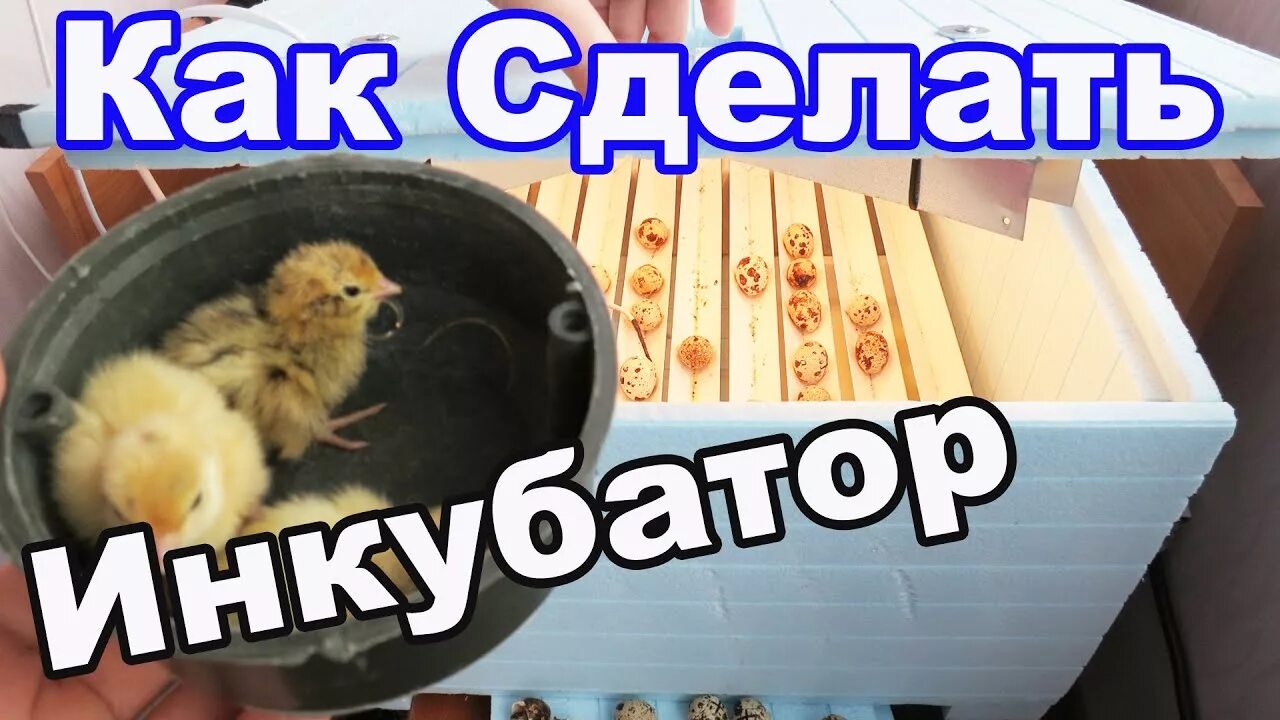 Сделать инкубатор для цыплят своими руками. Цыплята вывелись в инкубаторе что делать. Цыплята из инкубатора. Цыплята вывелись в инкубаторе что делать. Много цыплят.