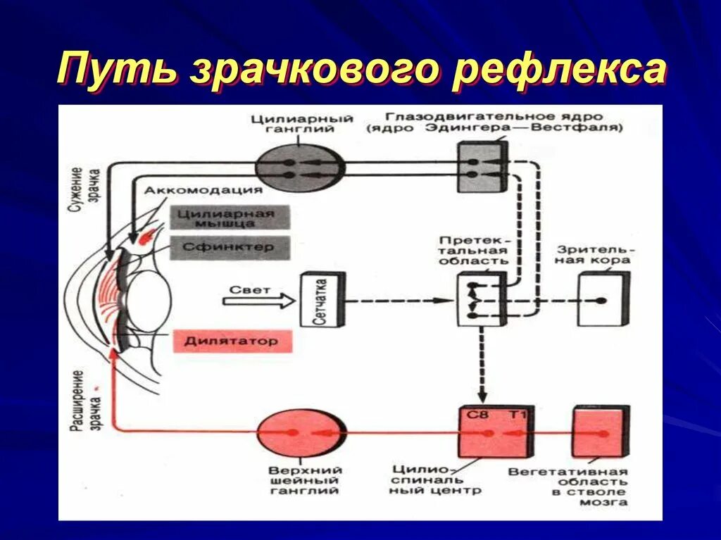 Путь зрачкового рефлекса анатомия схема. Схема рефлекторной дуги зрачкового рефлекса. Рефлекторная дуга зрачкового рефлекса. Дуга зрачкового рефлекса схема.