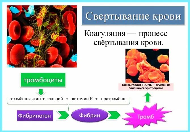 Свертываемость / нарушение свертываемости крови. Факторы понижающие свертываемость крови. Тромбоциты процесс свертывания крови. Плохая свертываемость крови. Изменение свертывания крови