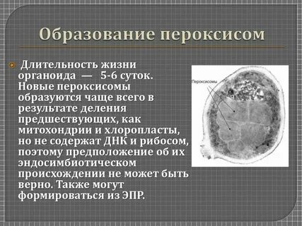 Лизосомы пероксисомы