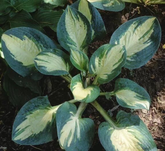 Хоста "попкорн" / Hosta "Popcorn". Хоста попкорн Popcorn. Хоста попкорн - Hosta.