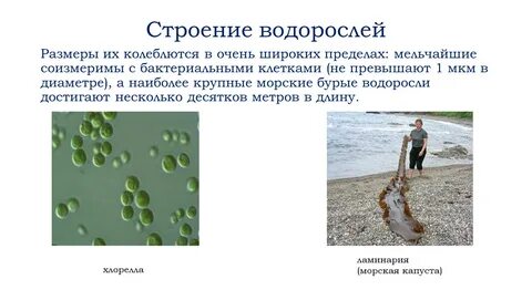 Водоросли формы