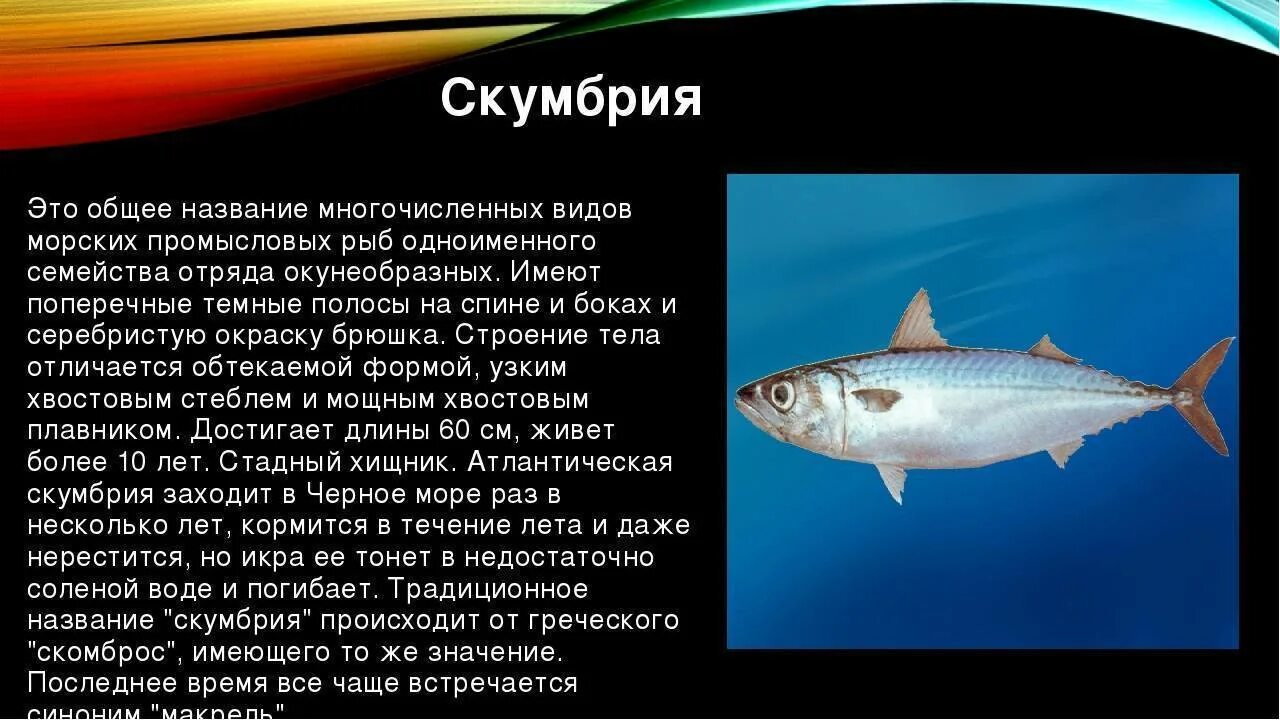 Моря имеющие промысловое значение