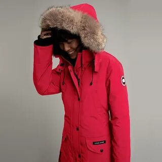 Canada goose
