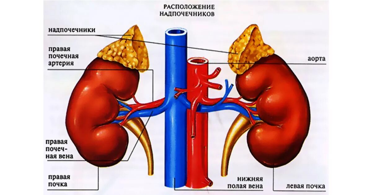 Гормоны стресса надпочечников. Строение почек и надпочечников анатомия. Почки надпочечники анатомия человека анатомия. Почки и надпочечники строение. Почки и надпочечники расположение.