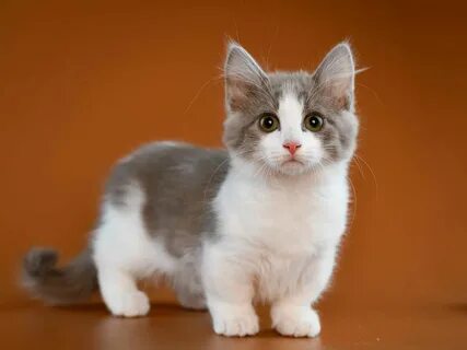 Сколько пород котят