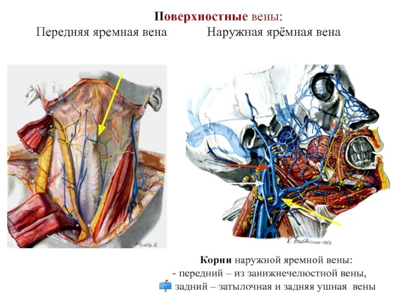 Наружная яремная Вена анатомия. Наружная и передняя яремная Вена Вена. Внутренняя и наружная яремные вены. Корни наружной яремной вены. Расширение яремной вены