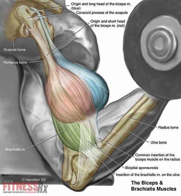 Как накачать длинную. Бицепс брахиалис. Длинная головка бицепса плеча анатомия. Упражнения на брахиалис. Упражнения на длинную головку бицепса.