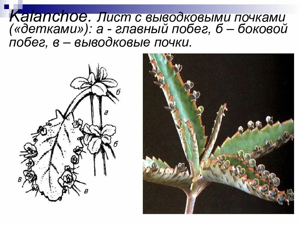 Размножение листом примеры растений. Выводковые почки каланхоэ. каланхоэ выводковые почки на листьях. бриофиллум выводковые почки. бриофиллум вегетативное размножение.