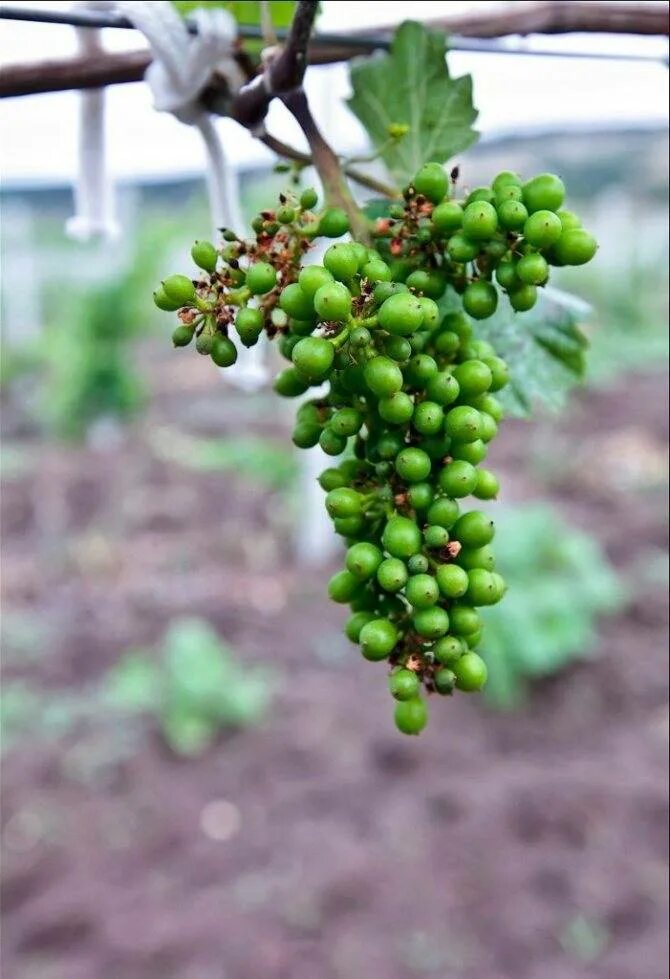Виноград начал. Цветет ли виноград. цветение винограда. цветы и виноград. соцветие винограда.