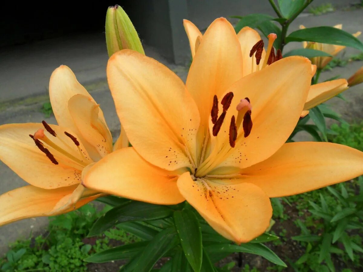 Лилии азиаты. Лилия Lilium Asiatic. Лилия Менорка (ла-гибрид). Лилии оранж Твинс.