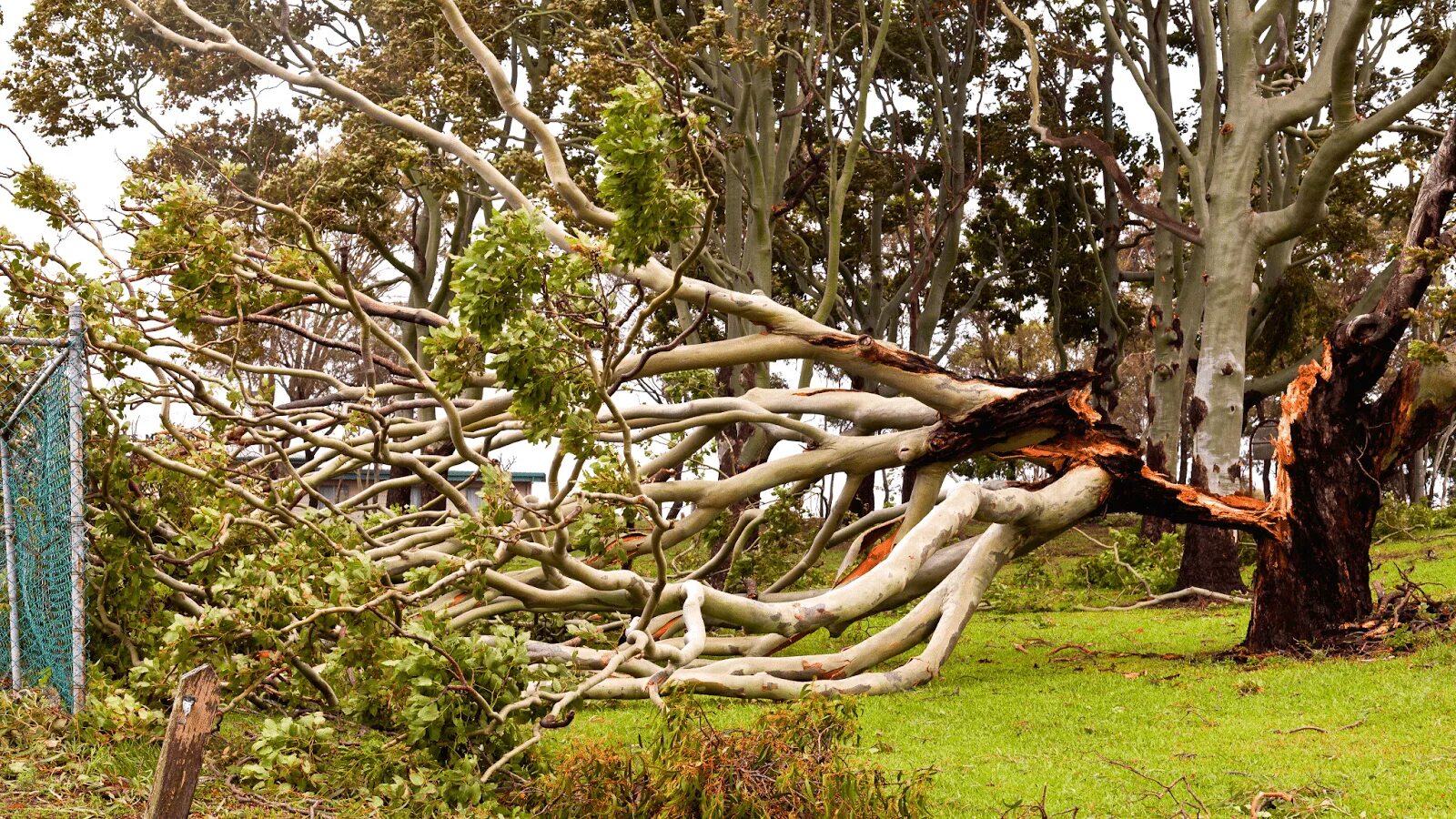 Tree fix
