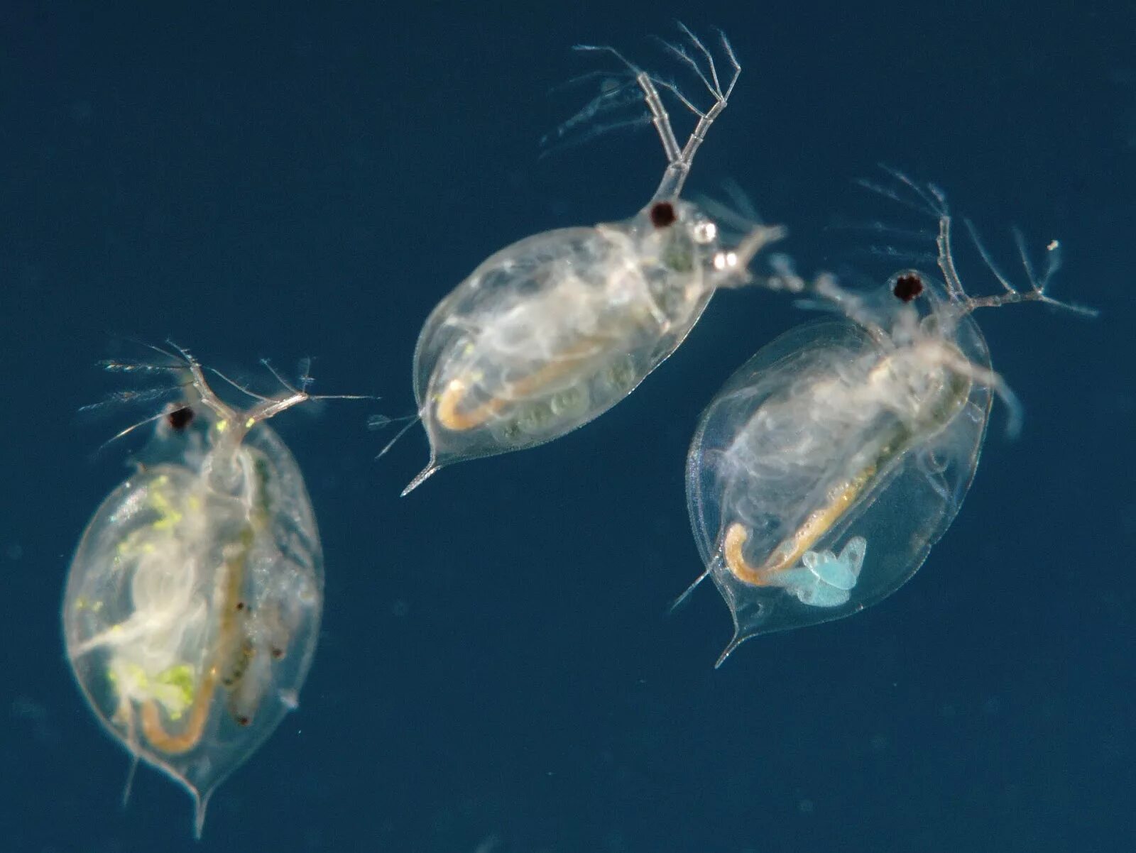 Что такое дафния. Зоопланктон дафния. Дафния ракообразные. Дафния фитопланктон. Речные рачки дафнии.