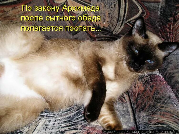 После плотного обеда чтобы жиром не заплыть. По закону архимеда после вкусного обеда. после вкусного обеда. после сытного обеда полагается. после вкусного обеда полага.
